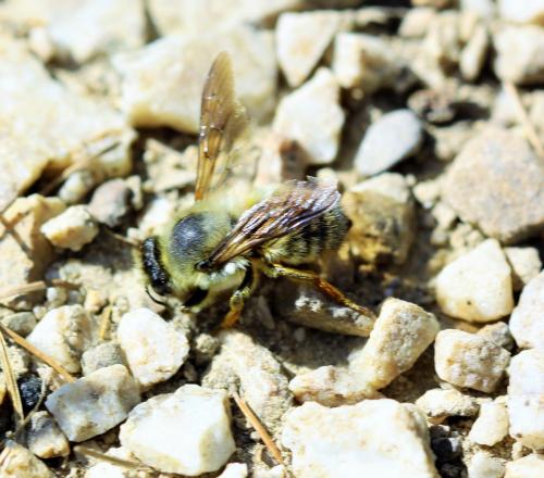 Megachile pyrenaica